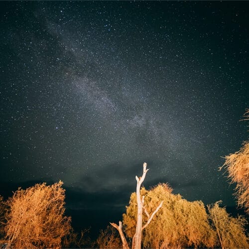 Starry night sky with Milky Way over trees in the African wilderness