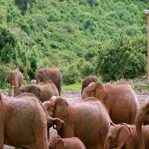 Herd of elephants near safari lodge in Kenya
