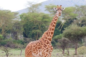 Wild cheetah with spotted coat in natural habitat during safari