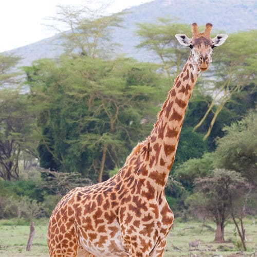 Wild cheetah with spotted coat in natural habitat during safari