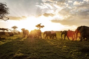 Herd of elephants walking across African savanna at sunset with dramatic sky