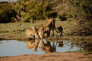 Lioness with cubs drinking water from a watering hole in the African savanna