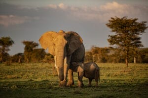 Mother elephant with calf nursing on grassy plain at sunset in Africa