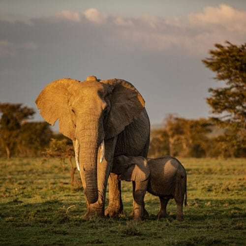 Mother elephant with calf nursing on grassy plain at sunset in Africa