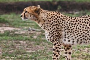 Cheetah standing alert on grassy plains in African savannah