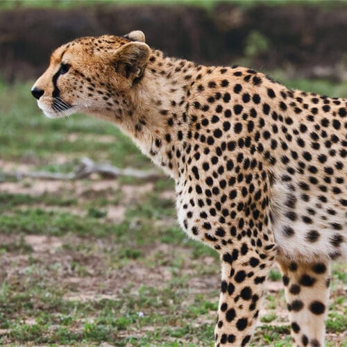 Cheetah standing alert on grassy plains in African savannah