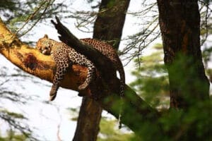 Leopard resting on a tree branch in the African wilderness