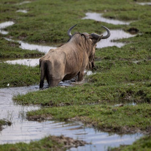 Wildebeest walking through wetlands in the African savanna