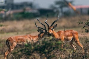 Two male impalas locking horns in the African savanna during a territorial fight