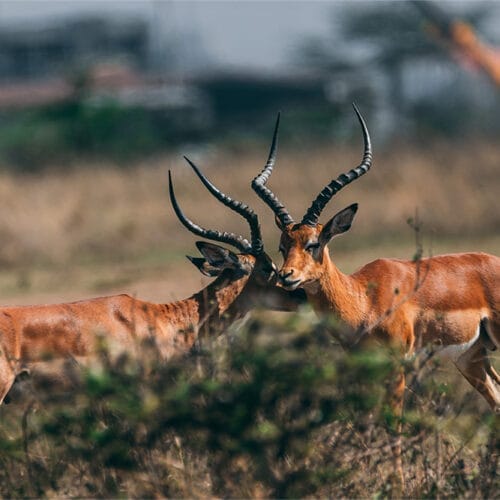 Two male impalas locking horns in the African savanna during a territorial fight