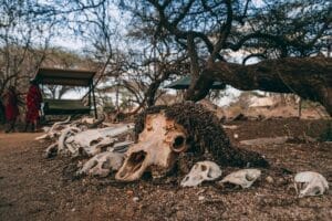 Animal skulls displayed on the ground in an African safari camp with Maasai people in background