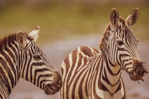 Two zebras standing close together in the African savanna