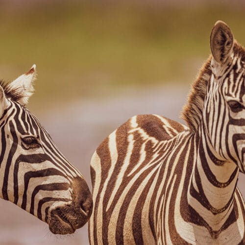 Two zebras standing close together in the African savanna