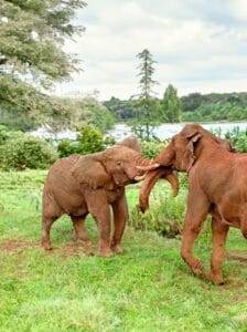 Young African elephants playfully locking trunks in lush green savannah near river in Kenya