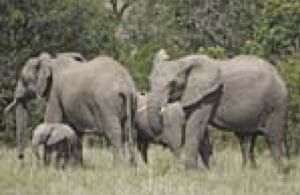 Herd of African elephants with calves grazing in the savannah