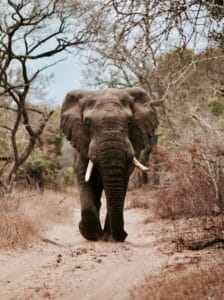 African elephant with large tusks walking along dirt path in dry savannah woodland