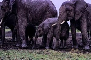 Herd of African elephants with a calf standing together on wet grassland in Kenya