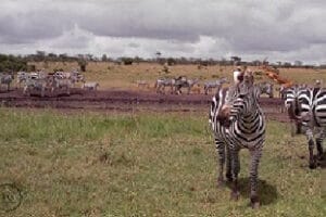 Herd of zebras grazing on the African savannah near a waterhole during a Kenya safari