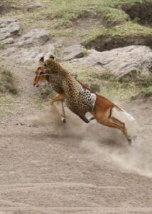 Cheetah hunting and tackling antelope in African savannah