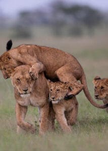 Playful lion cubs climbing on lioness in the African savannah