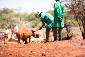 Wildlife caretakers feeding orphaned baby rhino at a conservation centre in Kenya