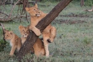 Three playful lion cubs in the Maasai Mara, Kenya, with one climbing a tree during safari
