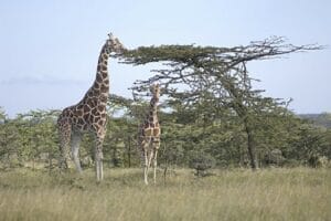 Two giraffes grazing near an acacia tree in the African savanna