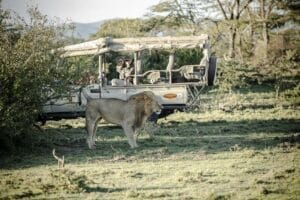Male lion walking near safari vehicle with tourists on African wildlife tour