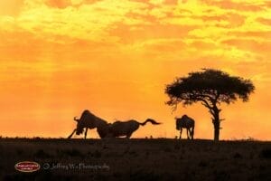 Wildebeest grazing at sunset in Maasai Mara savannah, Kenya