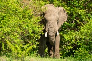 Elephant standing among green bushes in sunlight