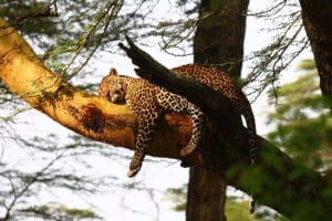 Leopard resting on tree branch in sunlight