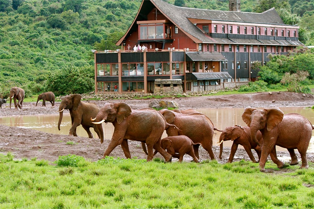 Herd of elephants walking near lodge by waterhole