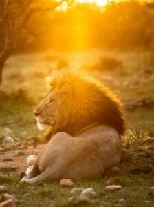Male lion resting on grass at sunset in the African savanna