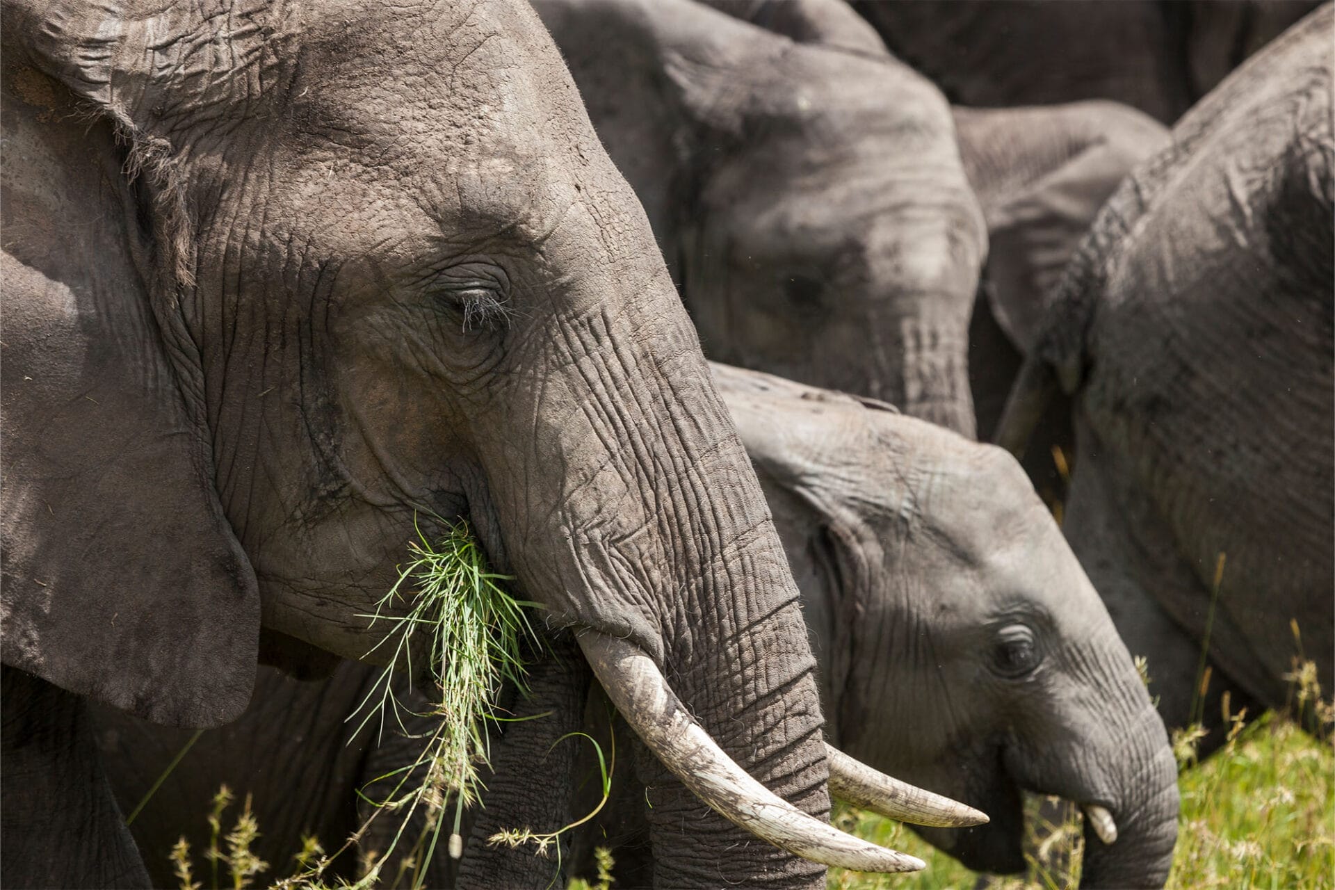 Close-up of African elephants feeding on grass in the wild.