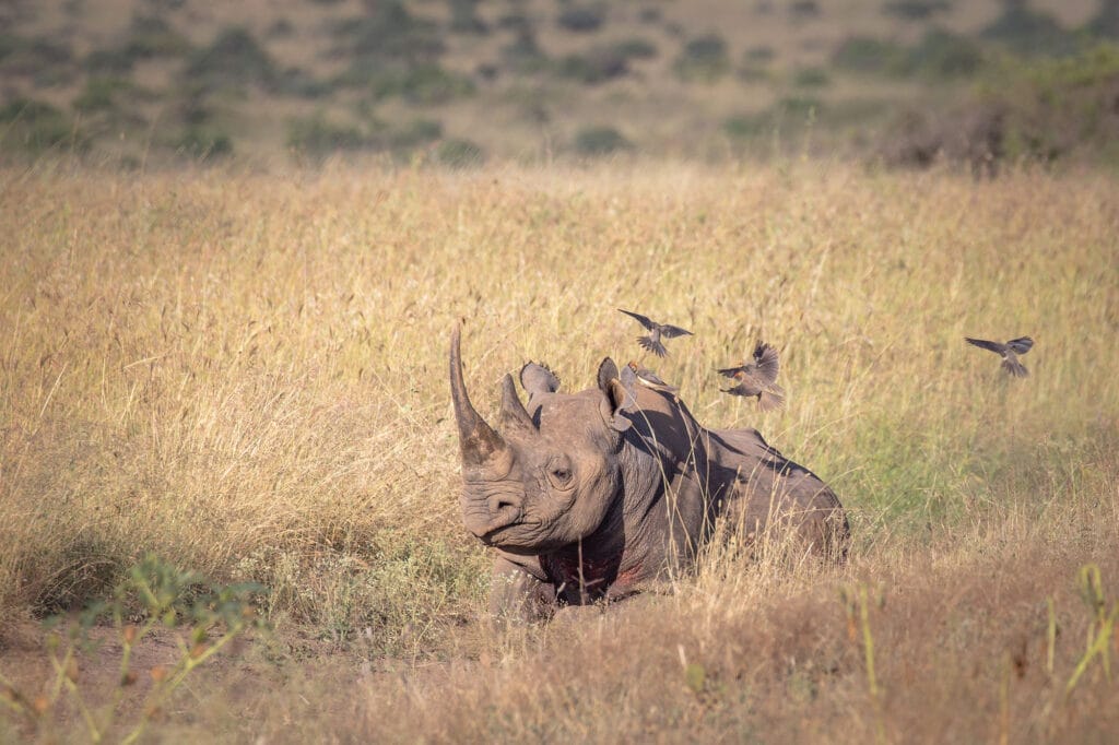Kifaru Safari