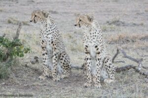 Two cheetahs sitting in the African savannah during a safari