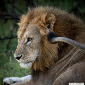 ol-kinyei-conservancy-masai-mara-ol-kinyei-maps-images-image-42-1438795311