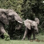 Elephants in Ol Kinyei Conservancy. Photo credit Stuart Price