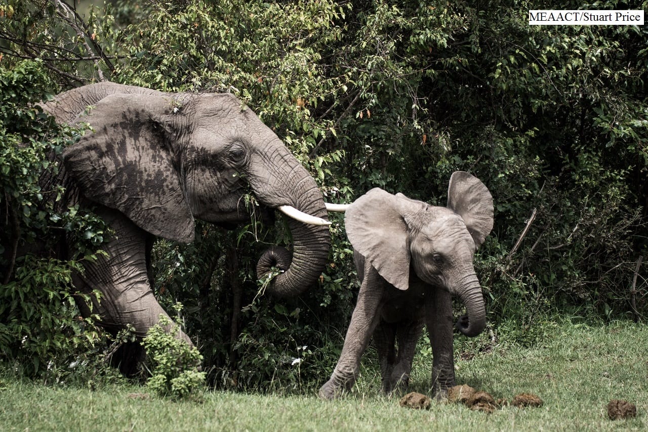 Elephants in Ol Kinyei Conservancy. Photo credit Stuart Price