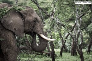 African elephant eating leaves in Maasai Mara forest