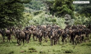 ol-kinyei-conservancy-masai-mara-ol-kinyei-maps-images-image-53-1438795393
