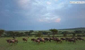 ol-kinyei-conservancy-masai-mara-ol-kinyei-maps-images-image-61-1438795455