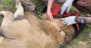 Conservation team fitting tracking collar on a sedated lion for wildlife research in Africa