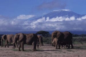 Herd of elephants walking across African savannah with Mount Kilimanjaro in the background