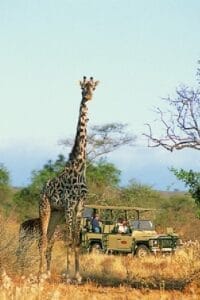 African elephant family with calves grazing in the savannah, Kenya safari wildlife