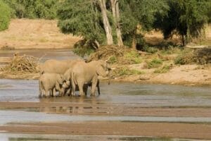 Herd of elephants drinking water at a river in the African savannah