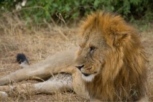 Majestic male lion resting on dry grass in the African savannah