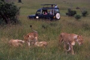 Safari vehicle with tourists watching a pride of lions in the Masai Mara