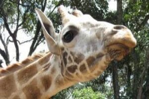 Close-up of a giraffe in the wild at a Kenyan safari park