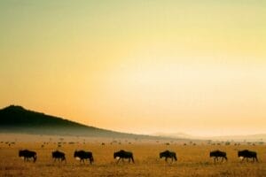 Wildebeest migration at sunrise in the Ol Kinyei Conservancy. Photo credit Charlie Grieves-Cook